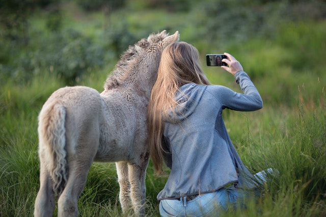 Girl clicking picture with donkey