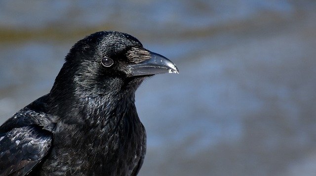 raven as a pet